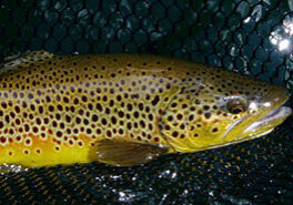 browntrout_2