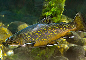 brook_trout